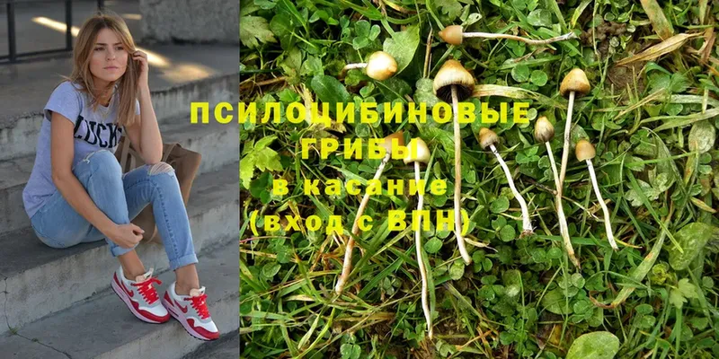 как найти закладки  Краснознаменск  Псилоцибиновые грибы Magic Shrooms 