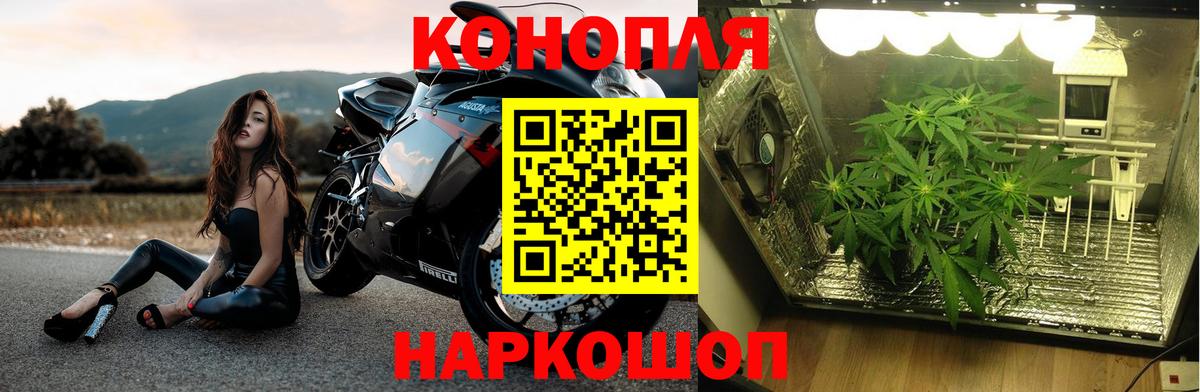 Конопля конопля  Канабис Bruce Banner  Марихуана ГИДРОПОН  МАРИХУАНА планчик  Краснознаменск  Вход с VPN 